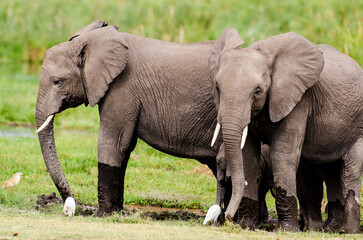 Fototapeta premium Eléphant d’Afrique,