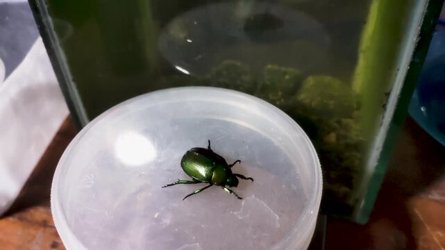 Green Jewel Beetle Walking Slowly On Transparent Container Top Macro