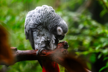 African grey parrot © TangNing