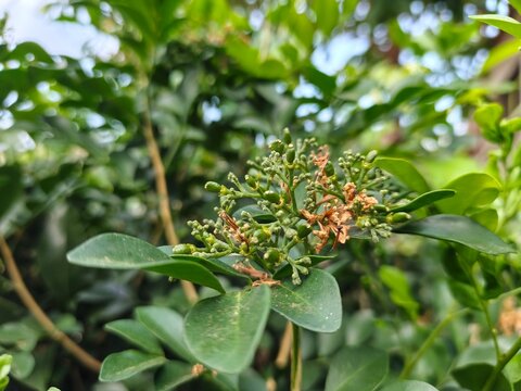 Fragrant white blossoms of Murraya paniculata growing among healthy dark green leaves, capturing the beauty of a tropical ornamental shrub.