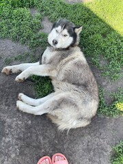 Siberian Husky dog lying on grass outdoors, funny playful pet portrait © Artstock