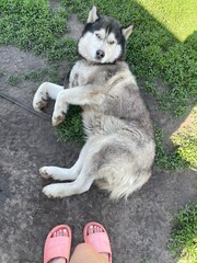 Siberian Husky dog lying on grass outdoors, funny playful pet portrait © Artstock