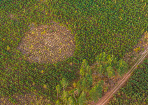 Aerial view of a coniferous forest featuring a distinct circular clearing, a dirt road running along the edge, and patches of autumn foliage in Lipusz, Pomeranian Voivodeship, Poland.