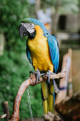 A vibrant blue-and-yellow macaw (Ara ararauna) perched gracefully on a natural wooden branch outdoors. The tropical parrot features striking bright blue feathers on its wings and back, contrasting bea © bagus