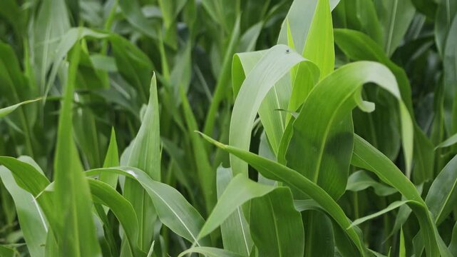 Close-up of vibrant green corn leaves swaying softly in an agricultural field. Fresh nature background for organic farming and agritech video, 4k.