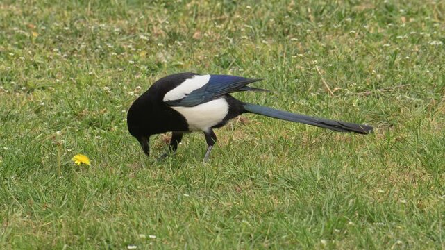 common Eurasian magpie (Pica pica) devouring piece of meat