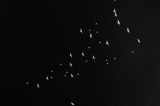 Aerial view of a flock of birds flying over a dark water surface in Zurich, Zurich, Switzerland.
