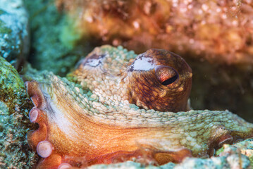 a common octopus (Octopus vulgaris) © Pinosub