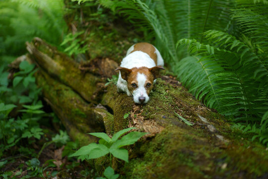 Jack Russell Terrier stands on an old log surrounded by dense green ferns. Curious small companion discovers nature during a forest adventure.
