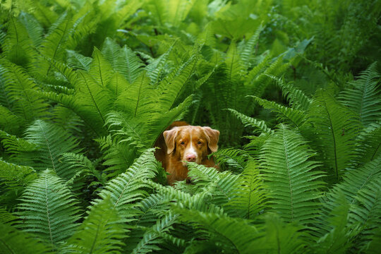 Nova Scotia Duck Tolling Retriever looks through vibrant green fern leaves. Close portrait shows a curious pet immersed in dense woodland nature.