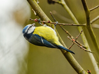 Eurasian blue tit (Cyanistes caeruleus) hanging from a branch © Petr