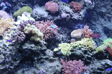 coral reef with fish © Lauxesa
