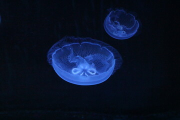 jellyfish © Lauxesa