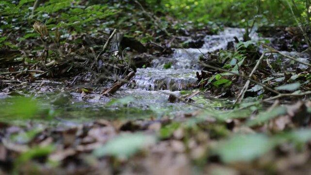 Close-up video footage of a small clean mountain stream flowing through a green forest for tranquil nature background