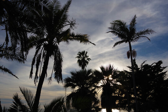 Sundown over the ocean behind Santa Barbara Beach Palms in November	
