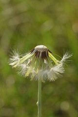 Dandelion seed head Taraxacum officinale partially dispersed spores plant nature. © Brett