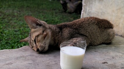 cat and milk © Fahmy
