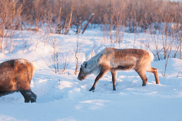 Two reindeer moving through deep snow in Kiruna, Swedish Lapland, Sweden, with one walking beside another foraging under soft golden winter light © Fauren