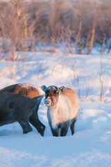 Baby reindeer is curiosly looking in deep snow near Kiruna, Swedish Lapland, Sweden © Fauren