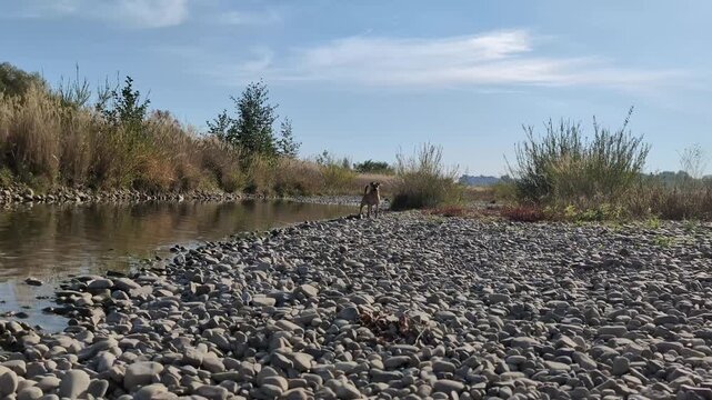 Dog walking along a riverbank on a sunny day near a rocky shore in a natural setting