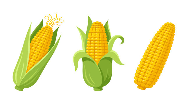 Fresh corn cobs with green husks and yellow kernels on white background sweetcorn vegetable agriculture