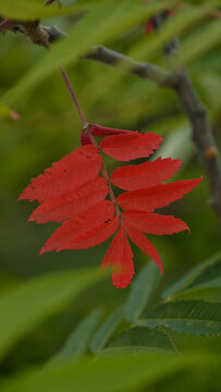 Red rowan leaf autumn nature closeup green bokeh seasonal change foliage macro Canada