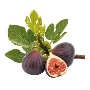 Fresh purple figs with green leaves on a branch isolated on white background