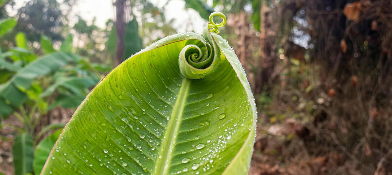 Spiral unrolling young banana leaf with water dewdrops.