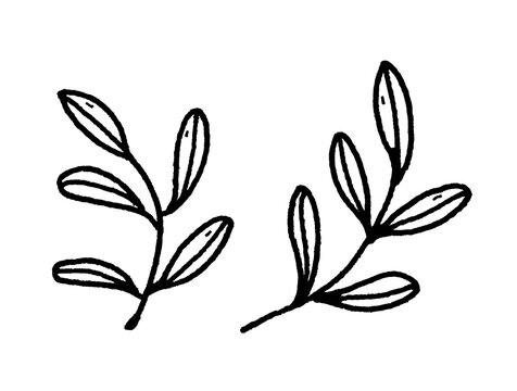 Hand-drawn line art icon of two olive branches with leaves, isolated on transparent background for spa branding, botanical cosmetics packaging, healthy food, herbal craft UI, and game inventory.