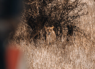 Lion lying in front of a bush and looking at the camera, Tsavo National Park, Kenya © Anna