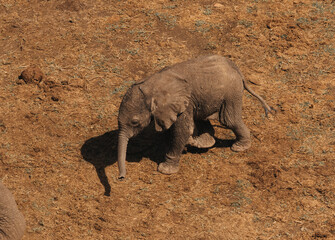 Cute baby elephant walking on safari in Tsavo National park, Kenya © Anna