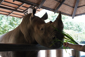 Majestic Rhino Looking Over a Fence in Captivity for Wildlife and Conservation Concepts © Siwaporn