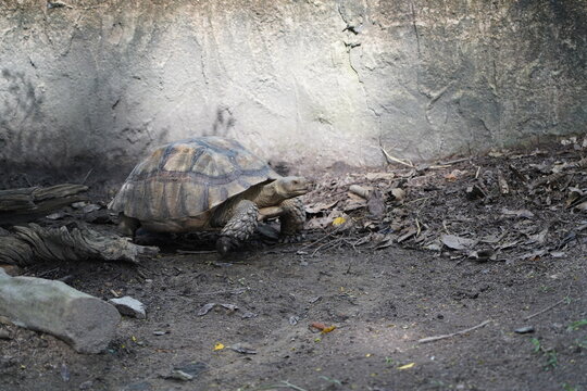 Close up African sulcata tortoise crawling on dirt ground, exotic reptile wildlife
