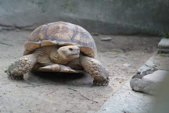 Close up African sulcata tortoise crawling on dirt ground, exotic reptile wildlife