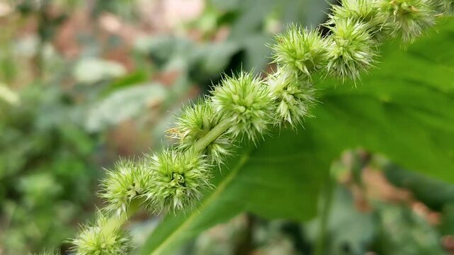 Long line of dense green spiny amaranth flower clusters along branch