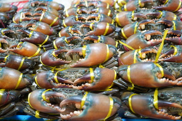 Fresh mud crabs tied with yellow rope neatly arranged for sale at a seafood market © Siwaporn