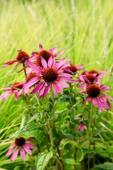 Sonnenhut -  Echinacea purpurea © Winfried Rusch