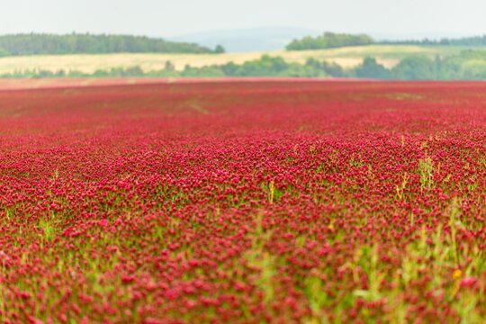 Vast field of blooming crimson clover stretching to distant green hills under an overcast sky