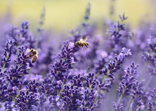 Two honey bees collecting nectar from blooming purple lavender flowers in soft summer light