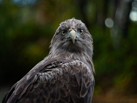 Close-up portrait of a white-tailed eagle looking at camera