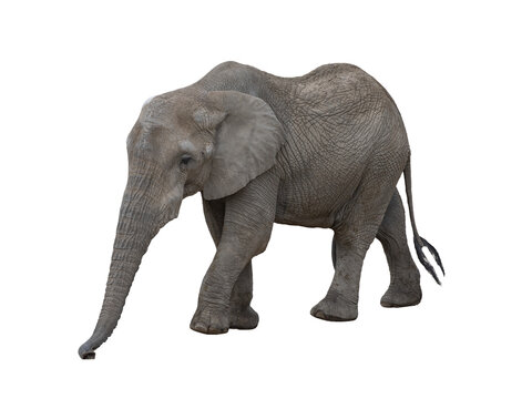 African elephant walking with lowered trunk isolated on white background