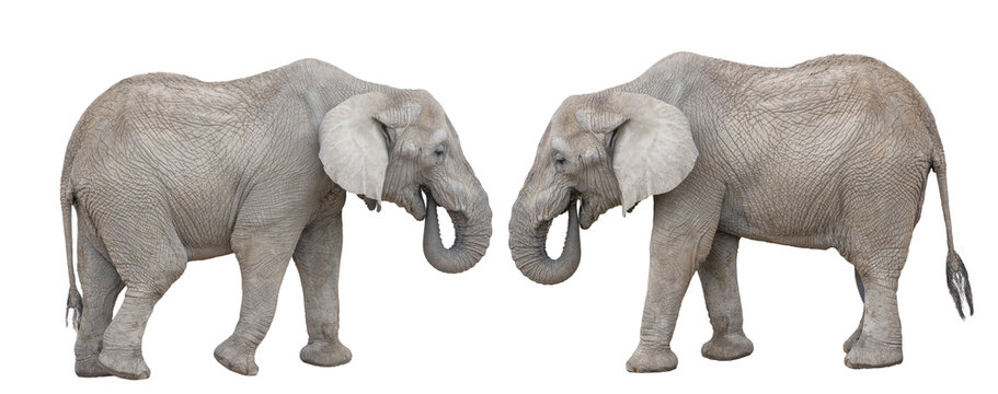 Two African elephants eating hay together isolated on white background