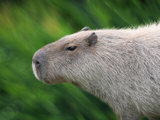 Close-up profile portrait of a capybara on green background © fotomaster