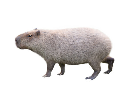 Capybara isolated on a white background in full length