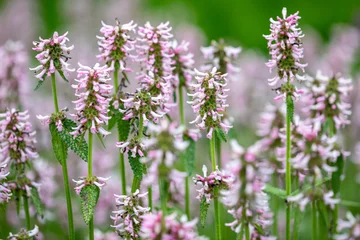 Gartenziest - Stachys monnieri 'rosea' © Winfried Rusch