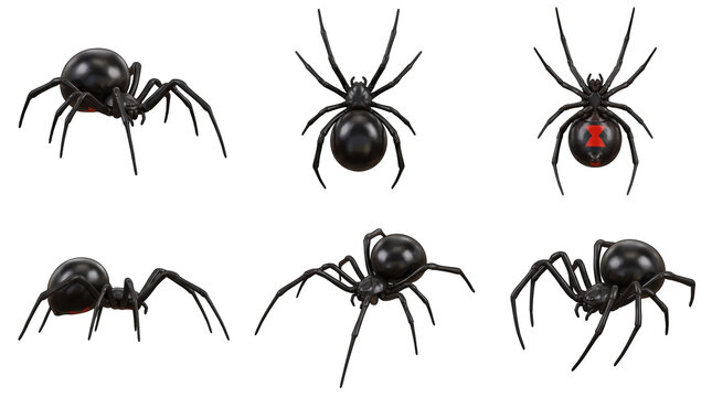 Collection of black widow spiders in various poses and angles showing red hourglass markings on abdomen isolated on a transparent background
