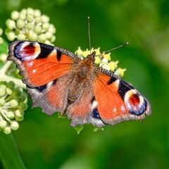 Peacock butterfly (Aglais io) in autumn. © Adam