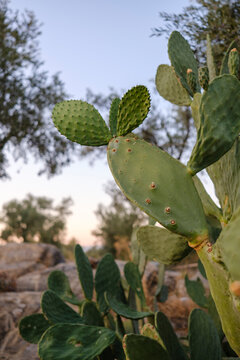 Prickly pear cactus cladodes growing outdoors against twilight sky highlighting drought tolerant desert flora and botanic texture