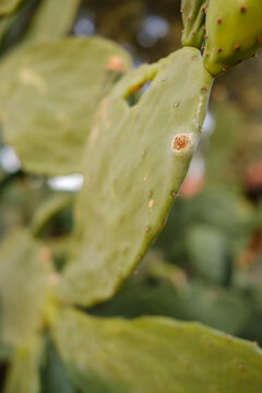 Developing prickly pear fruit on fleshy green cactus pad with small spines and natural blurred garden background in warm daylight