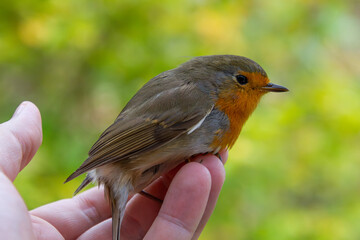 European robin perched on an outstretched human hand in a peaceful natural setting   Rudzik europejski siedzący na wyciągniętej dłoni w spokojnym, naturalnym otoczeniu © Adrian White